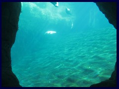 L'Oceanogràfic Oceanarium 056